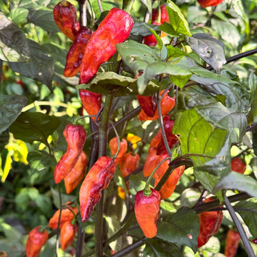 Black Bastard Peach - Seeds - The Pepper Pantry (Formerly Marie Sharp's)